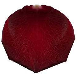 Rose Petal