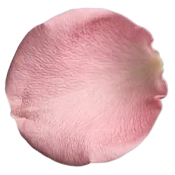 Rose Petal