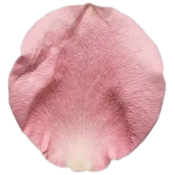Rose Petal