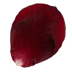 Rose Petal